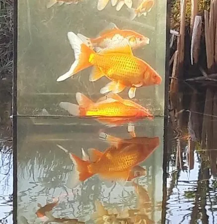 Mr. Bens * Škofja Loka