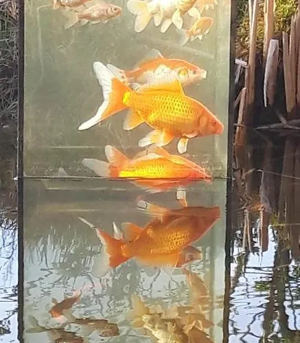 Mr. Bens * Škofja Loka